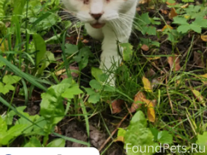Пропала трёхцветная кошка