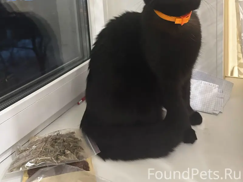 Пропал кот