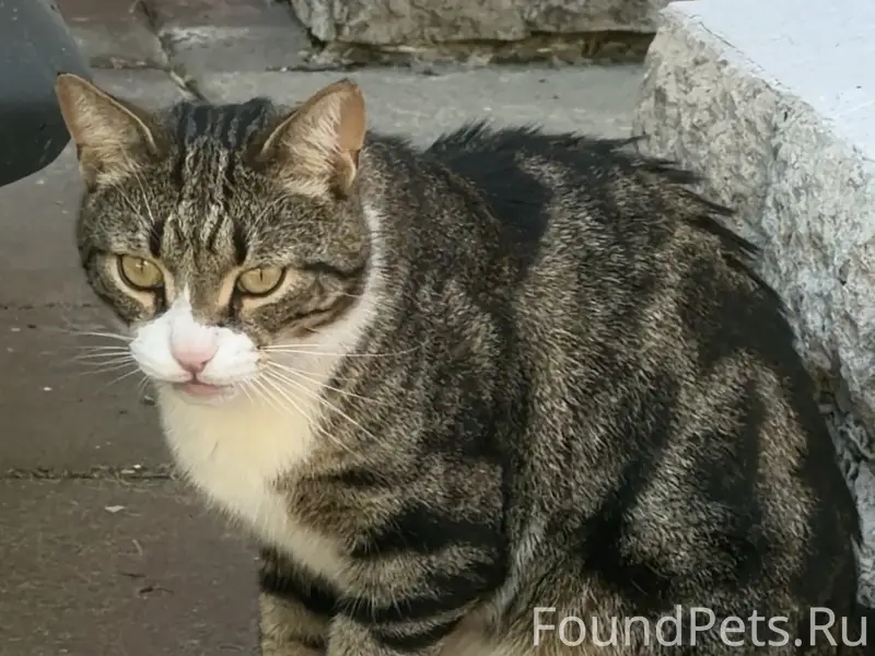 Пропал кот из парка Царицыно!