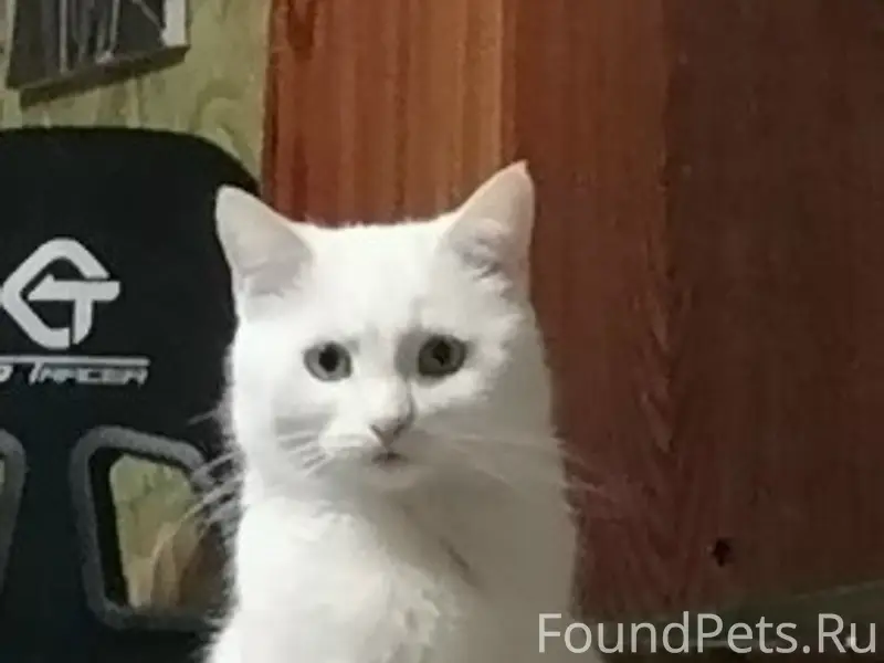 Пропала кошка Ася, улица Леднева