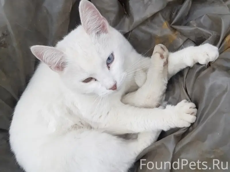 Пропала белая кошка, около Рощинских улиц