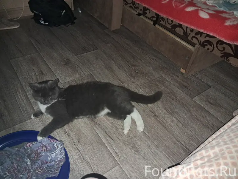 Пропал кот Кит, Коломна