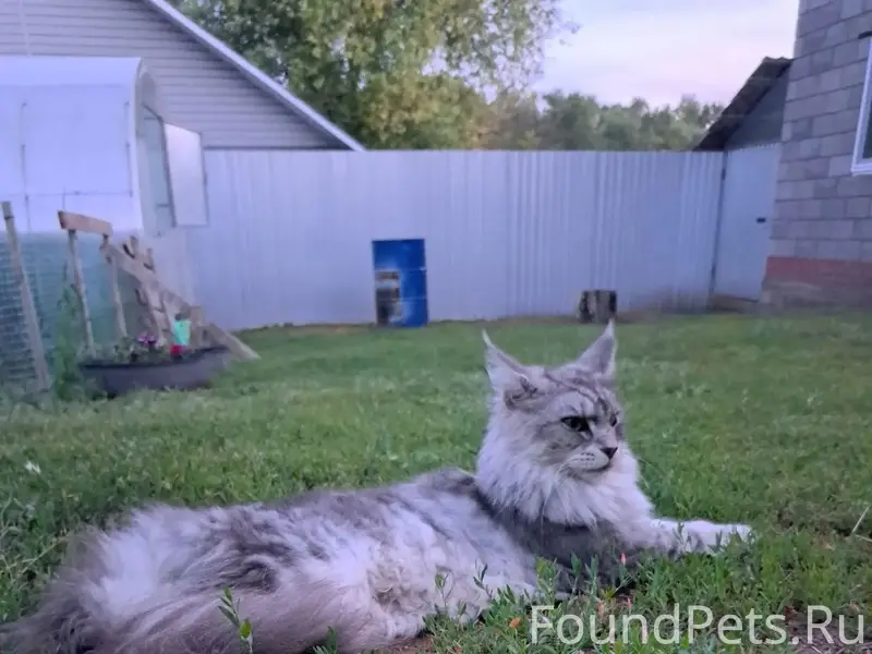 Пропала кошка, Ленинградский переулок