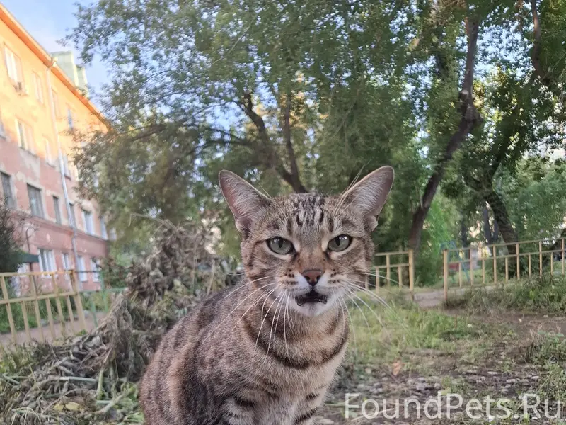 Найдена кошка, Ладо Кецхавели 93