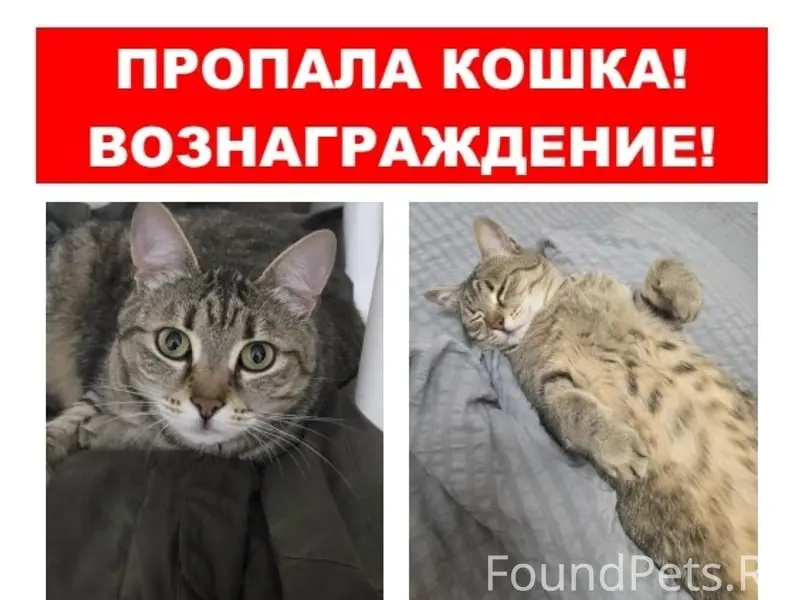 Пропала кошка Сима, Воронеж, Левый Берег