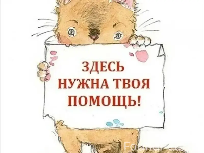 Пропал серый котёнок, у садика «Малыш»