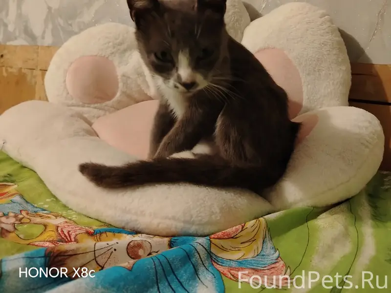 Найден котёнок, город Невель