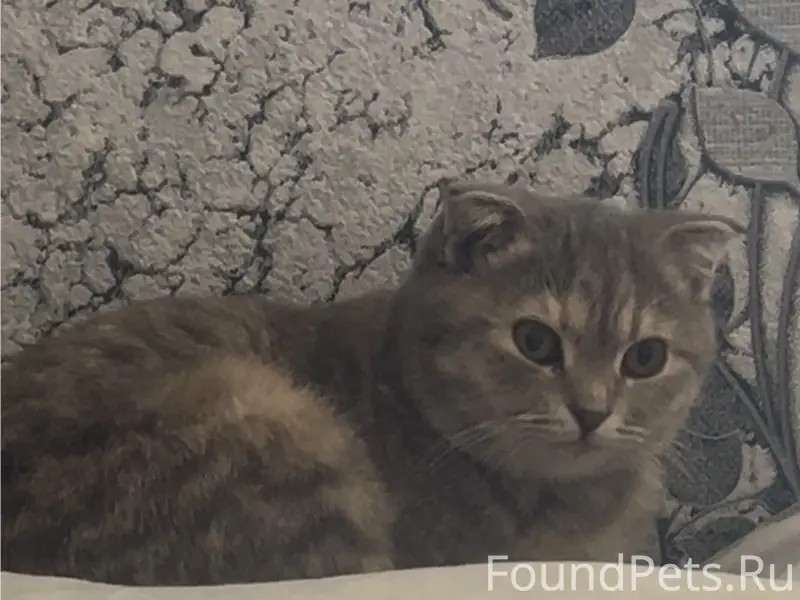 Пропала кошка, возле 8 дома