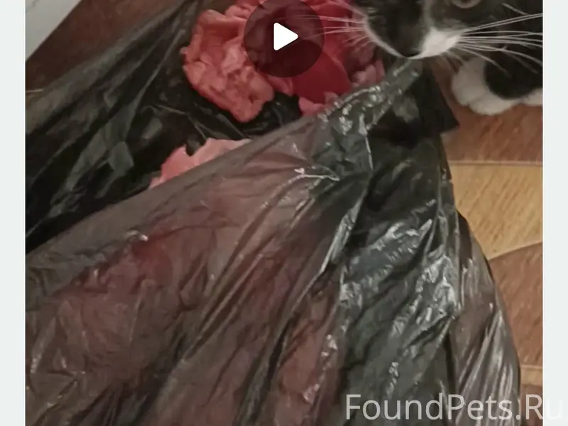 Пропал котёнок, Конный проезд