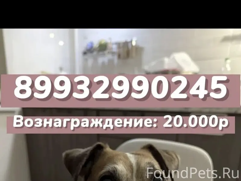 Пропал джек рассел Буч