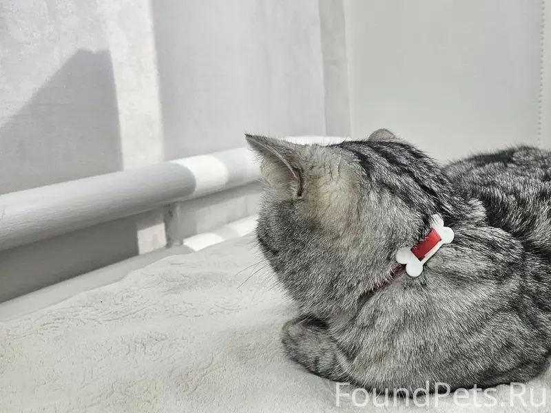 Пропал кот Лео, Карагайлы 2, п. Золото