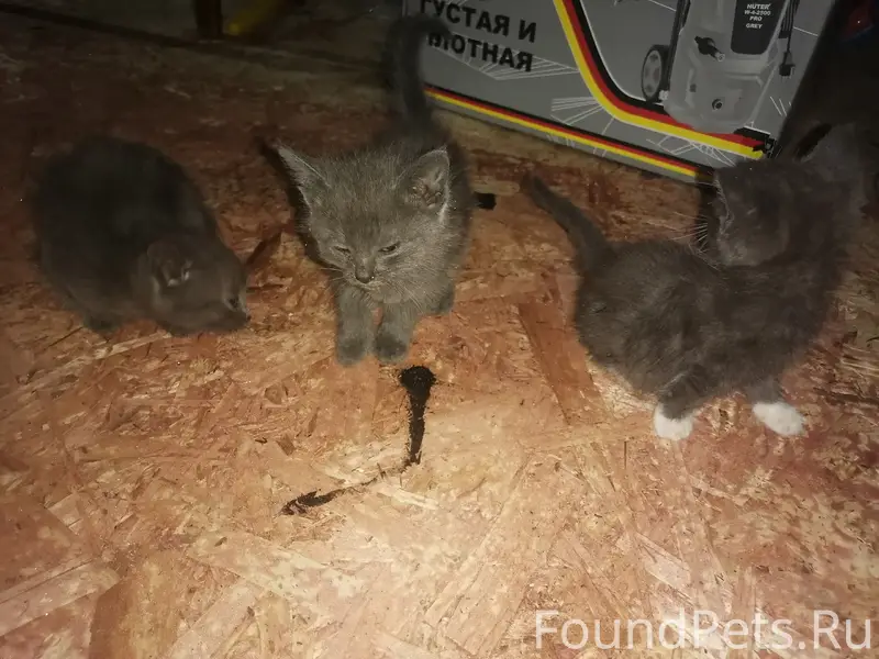 Найдены котята на ул. Гражданская