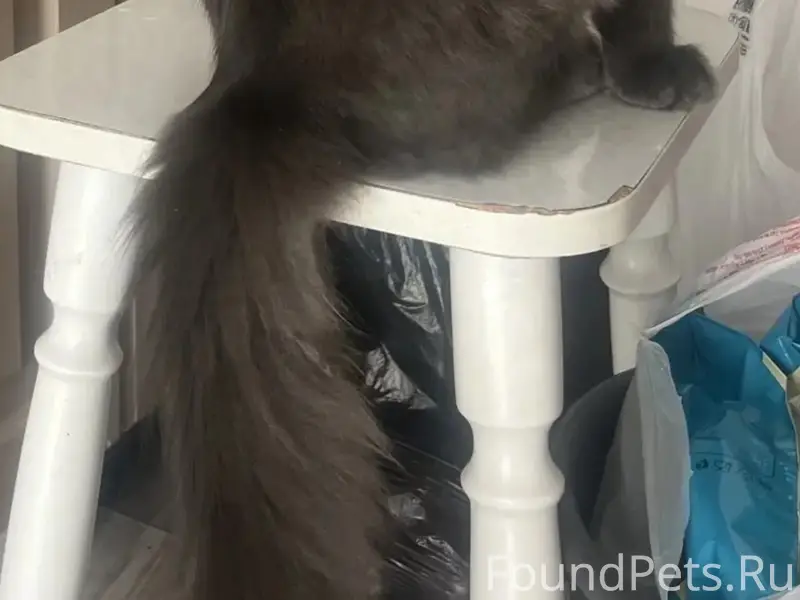 Пропал кот Серый