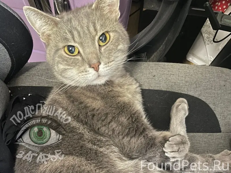 Найден кот