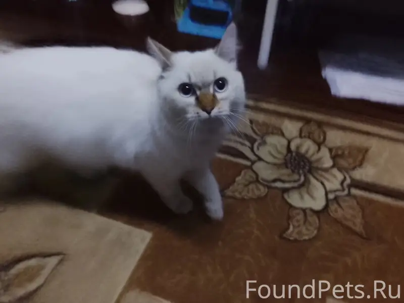 Найдена кошка, красный ошейник, возле общаги на Спартака