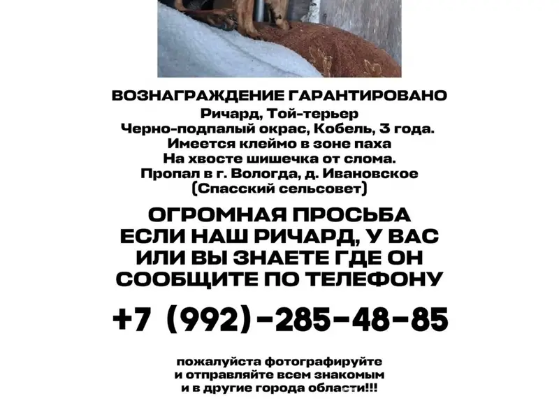 Пропал неизвестный тип собаки, место неизвестно