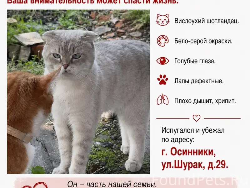 Пропал кот, неизвестен район потери