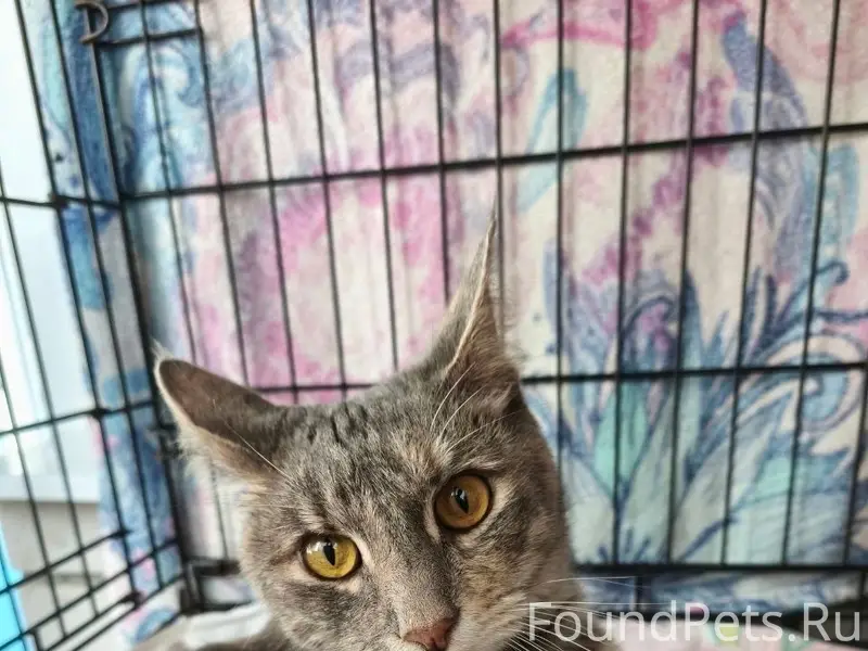 Найдена кошка, Юрьевец
