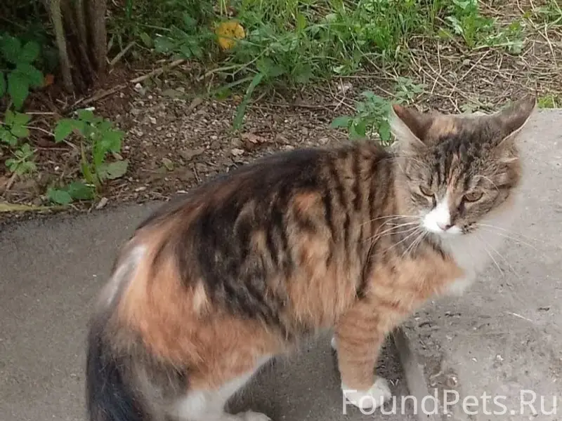 Найдена кошка, Фрунзенский район
