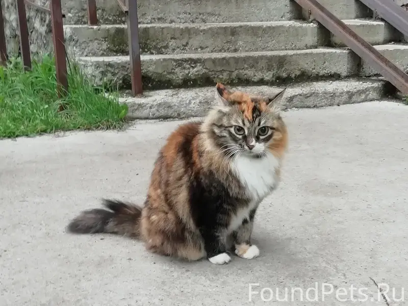 Найдена кошка, след от ошейника, Кирова 32
