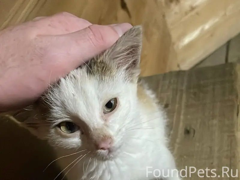 Найден котёнок, Серафимовка/Октябрьский