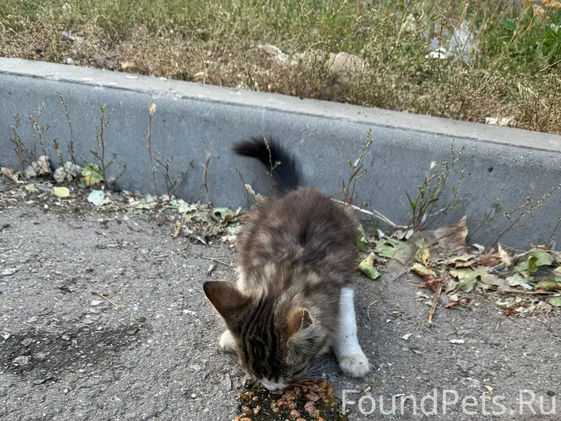 Найден котёнок, Семилуки