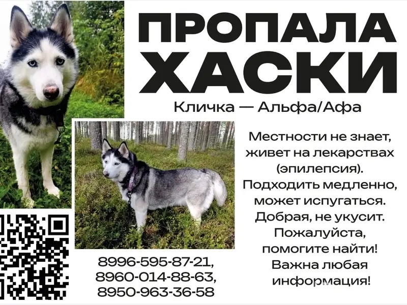 Пропала собака Альфа, Емецк и окрестности
