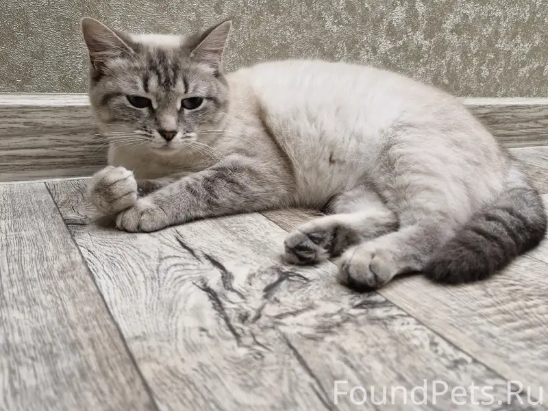 Пропала кошка,