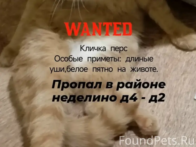 Пропал рыжий кот