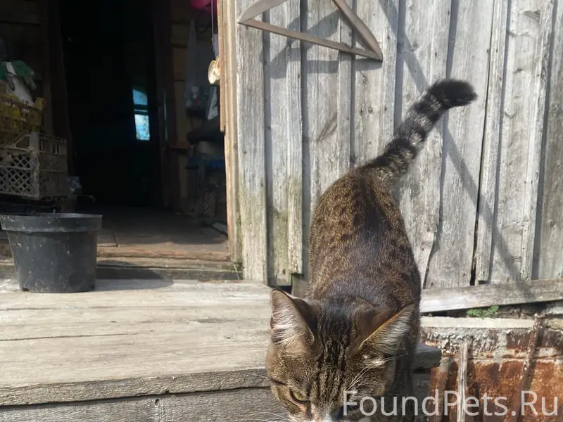 Пропала кошка,