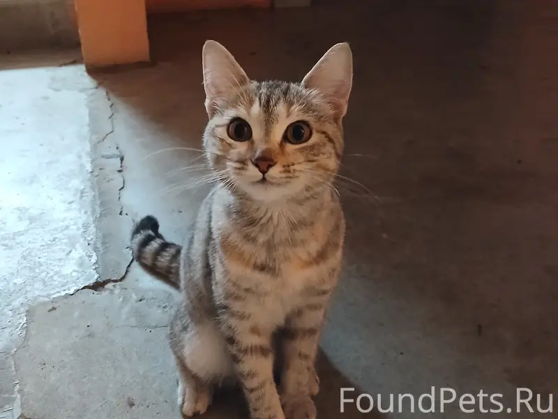Нашлась кошечка