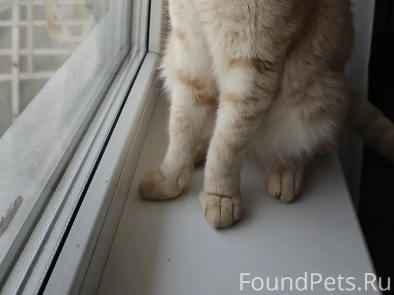 Найден кот