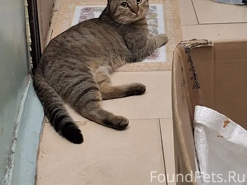 Найден кот