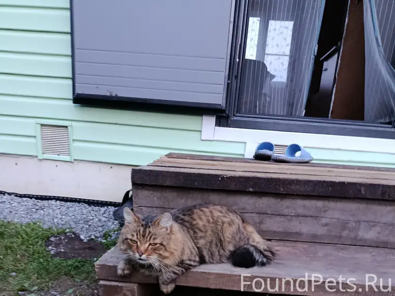 Пропал котик