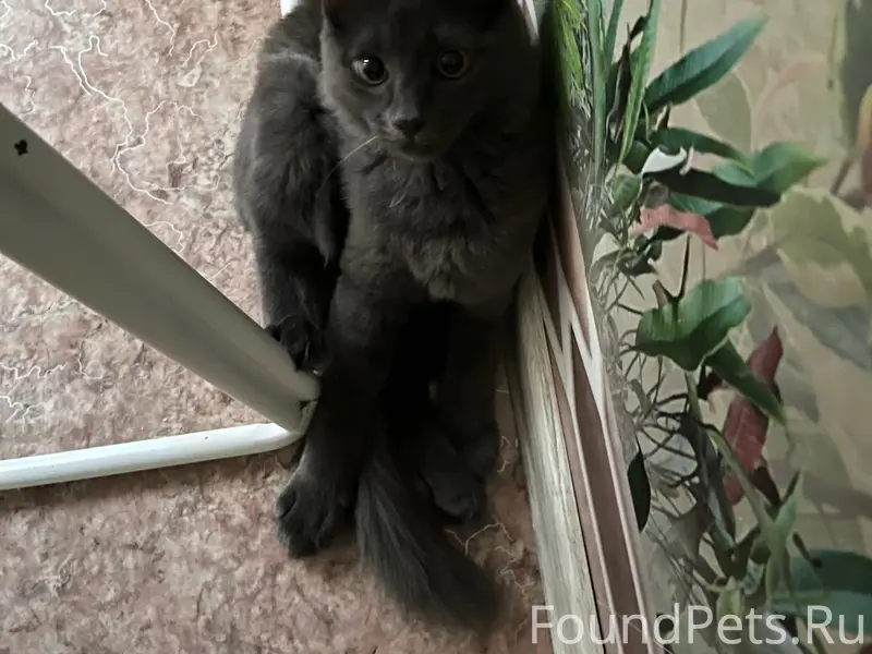 Пропал уличный кот, Кирово 13а