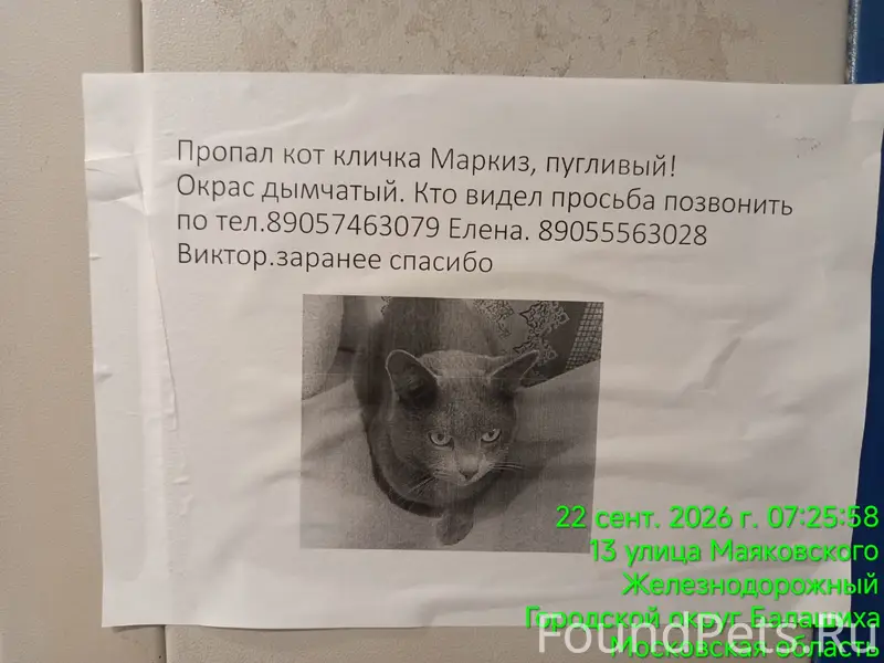 Пропал кот Маркиз