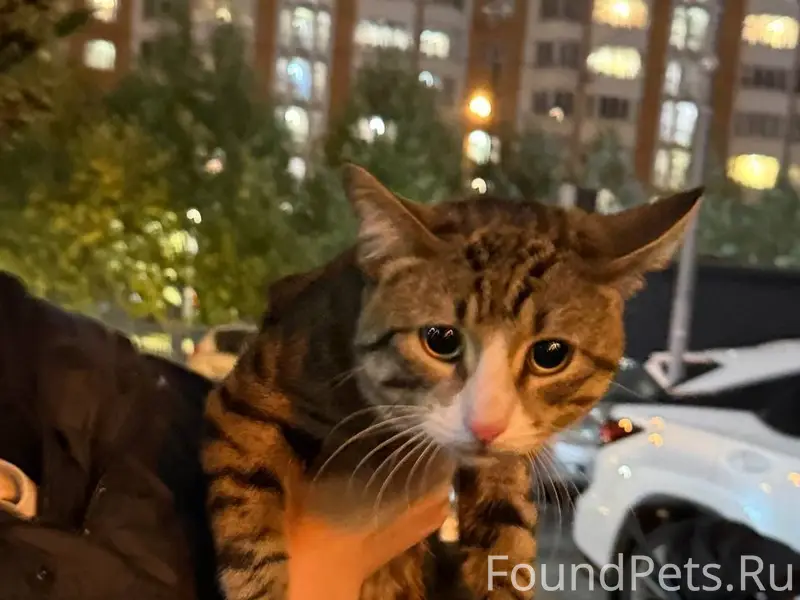 Найден кот, Павшинская пойма