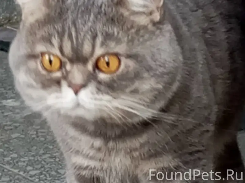 Пропал кот, 