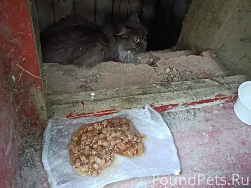 Найдена домашняя кошка, Иваново, Лежневская улица