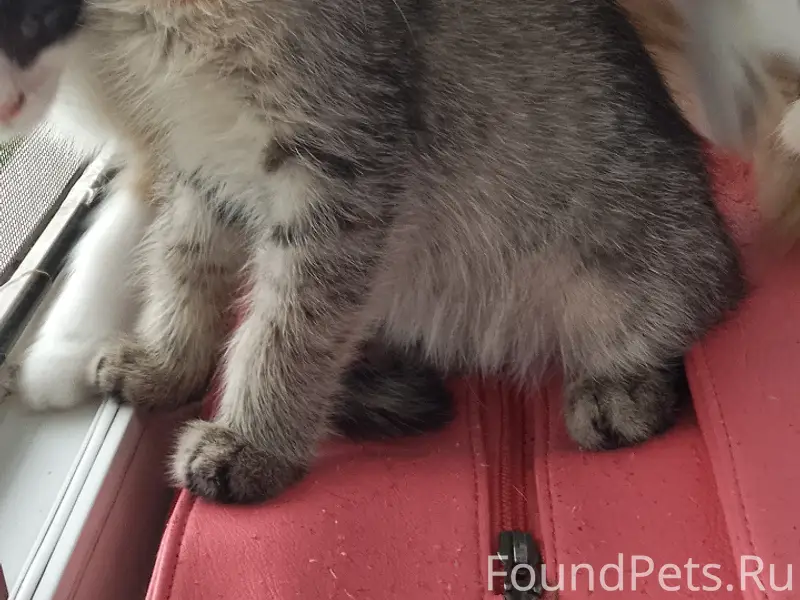 Кошка выглядит как 