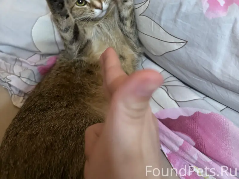 Пропала кошка Айза, Сурикова
