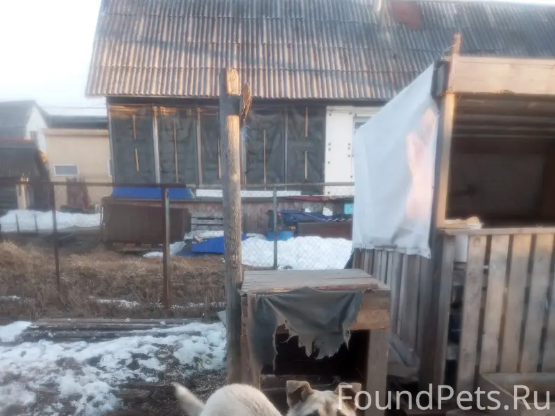 Пропал пёс Барон, район рыбокомбинат