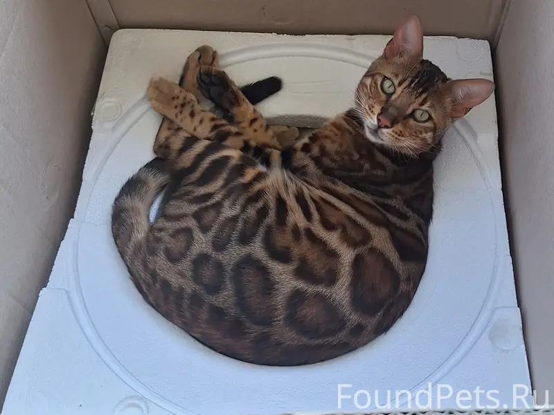 Пропал бенгальский кот Федя, Село Юца