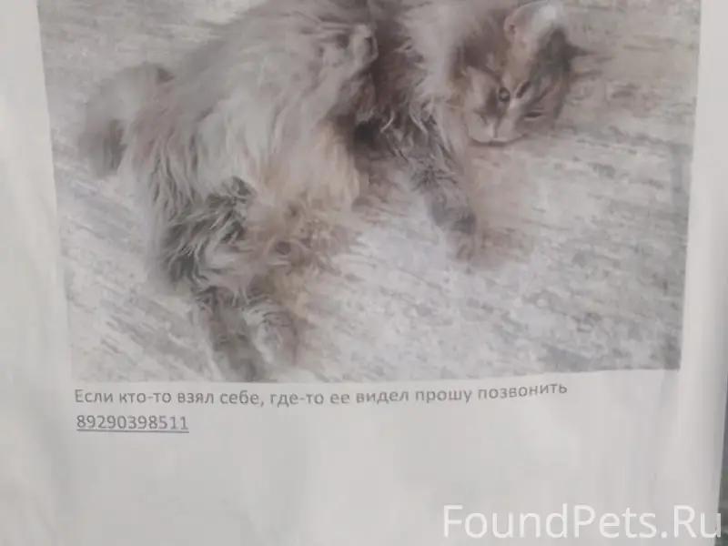 Пропала домашняя кошка Сима, Павлово