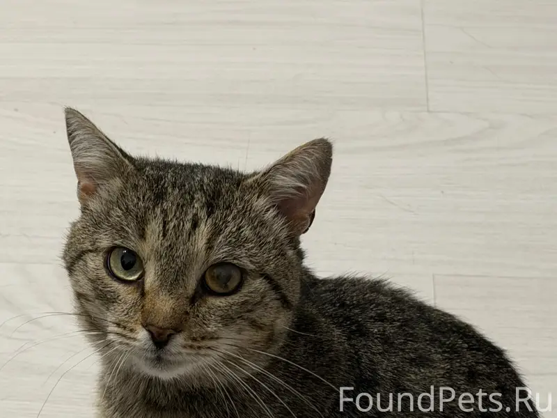 Найден кот, Ленинский район