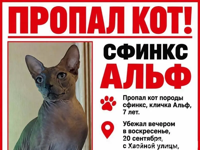 Пропал сфинкс Альф, Санкт-Петербург, Приморский район