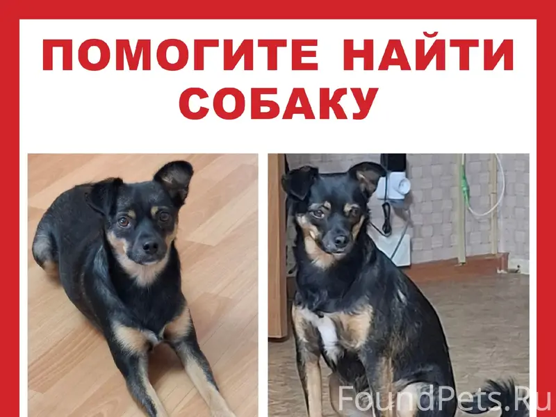 Пропала метис Муся, Парнас