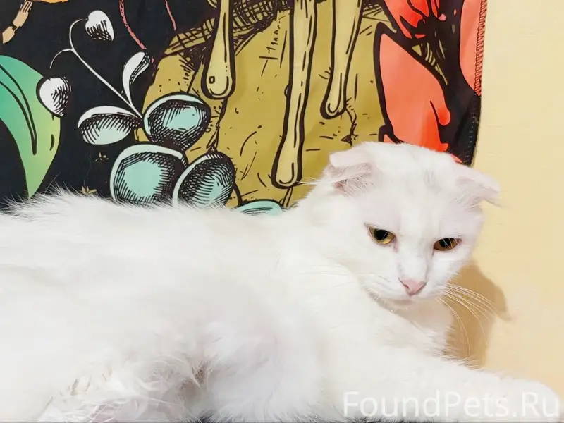 Найдена домашняя кошка, без определённого места