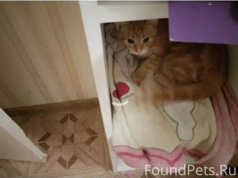 Пропала рыжая кошка, Меленки