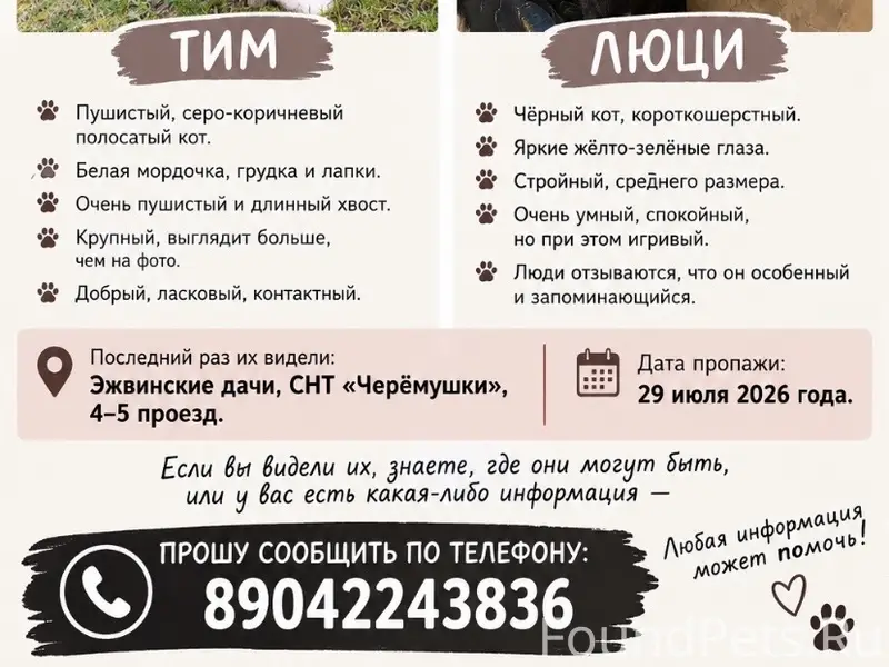Пропали коты, Эжвинские дачи